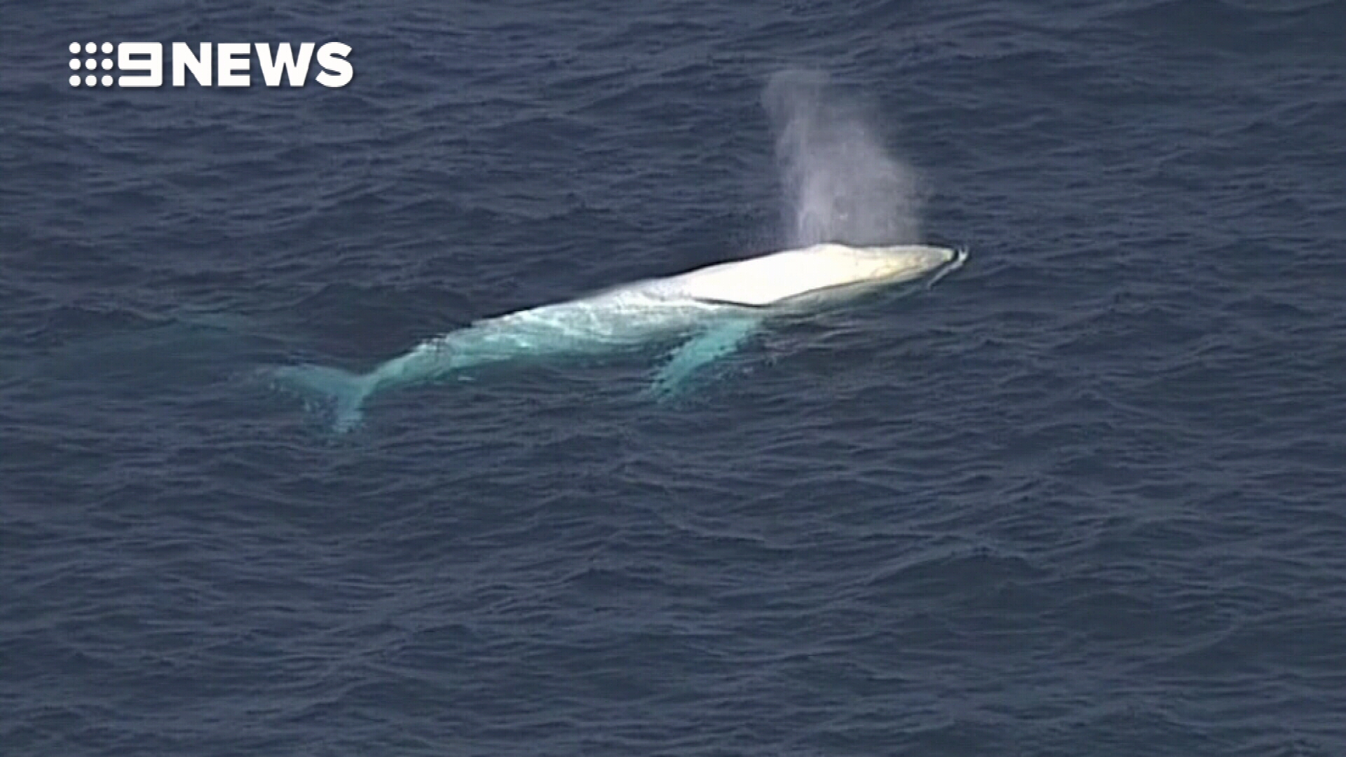 'Migaloo' sends Sydneysiders into a spin with rare sighting