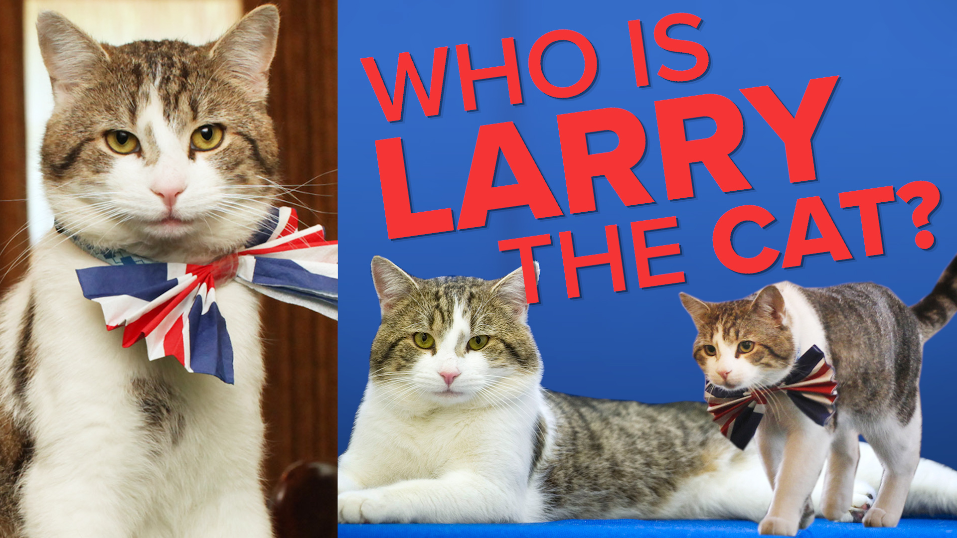 Larry the cat Who is the UK Prime Minister’s Chief Mouser to the