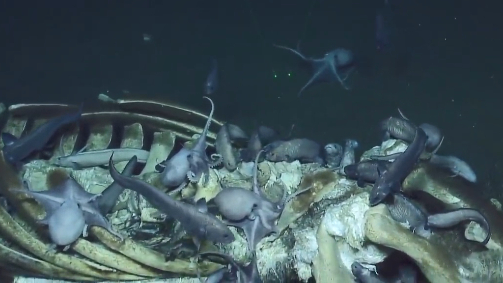 Whale Carcass Surrounded By Octopuses As Marine Life Eat It On Ocean Floor