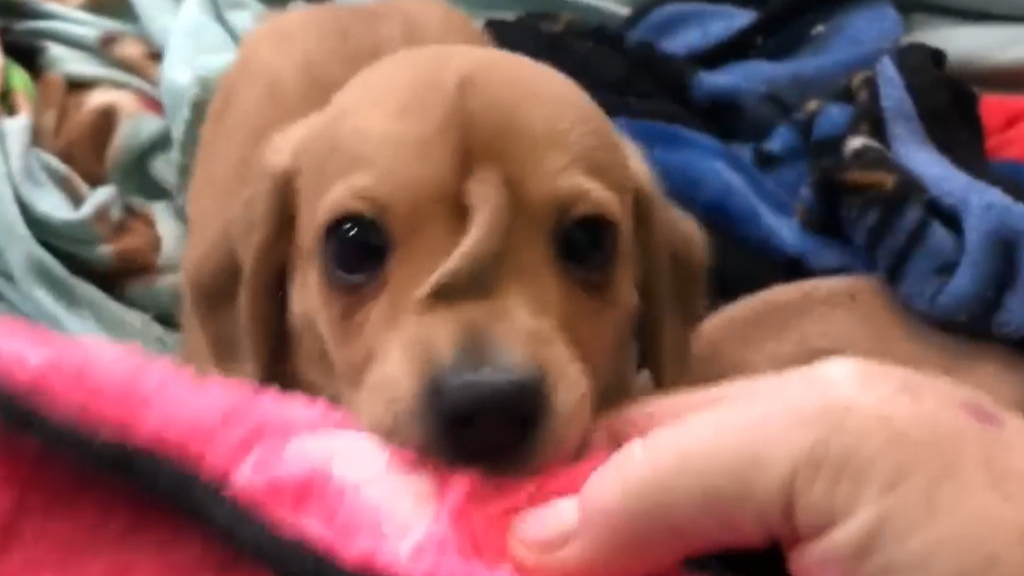 Narwhal The Rescue Golden Retriever Puppy With A Tail On Its Head