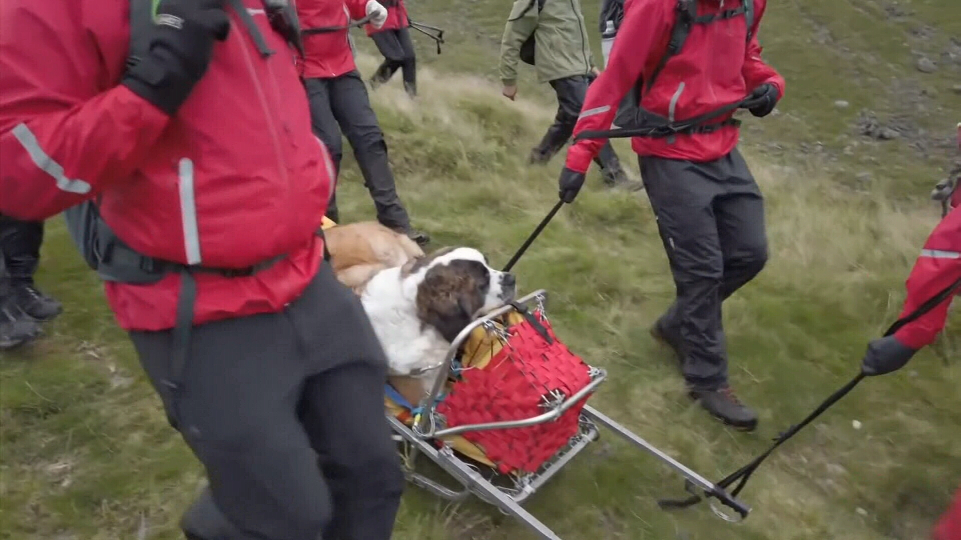 Roles reversed as a 55kg St Bernard dog was the one that needed