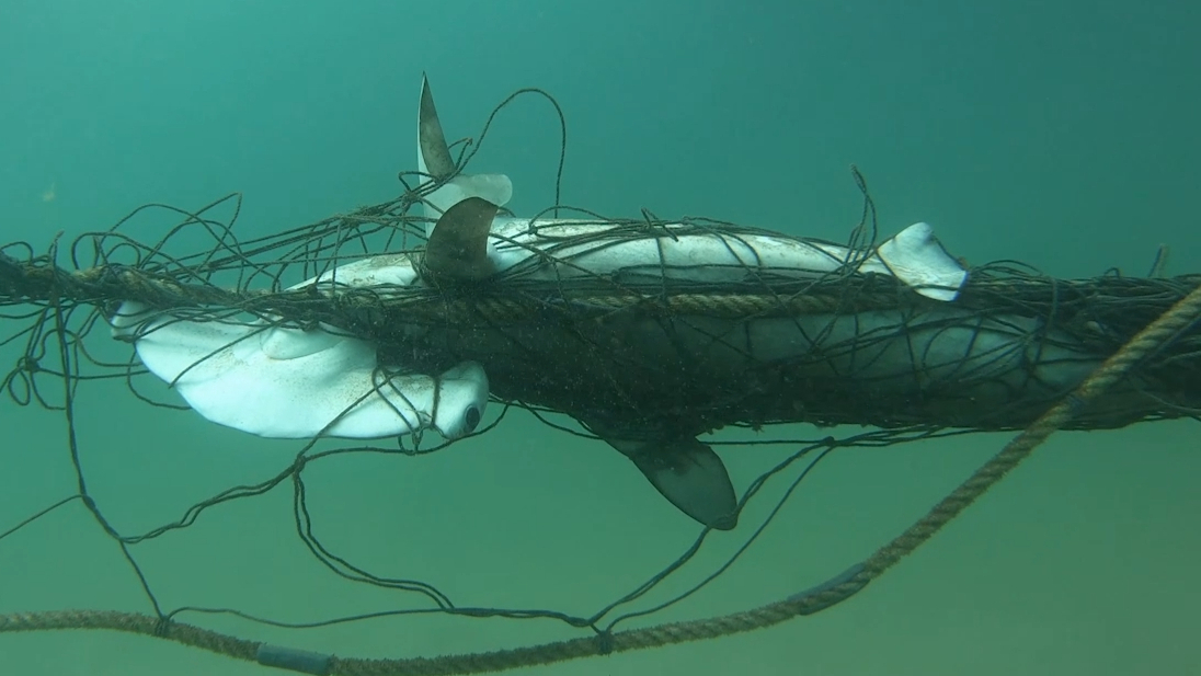 Hammerhead stuck in shark nets