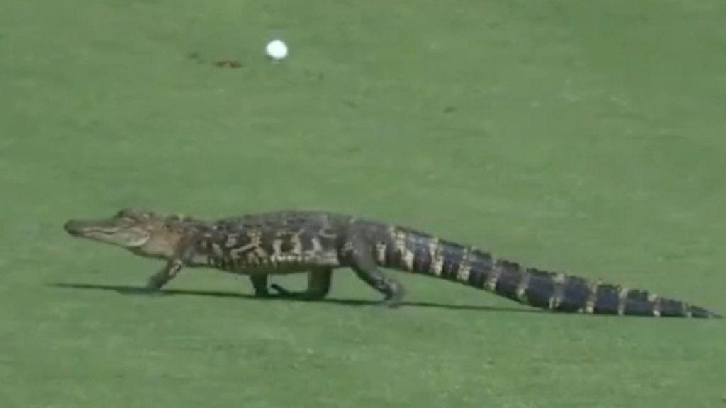 Unexpected visitor at PGA Championship