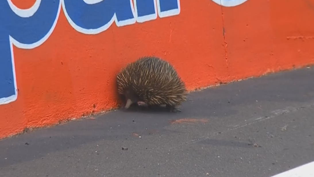 Safety car caused by echidna