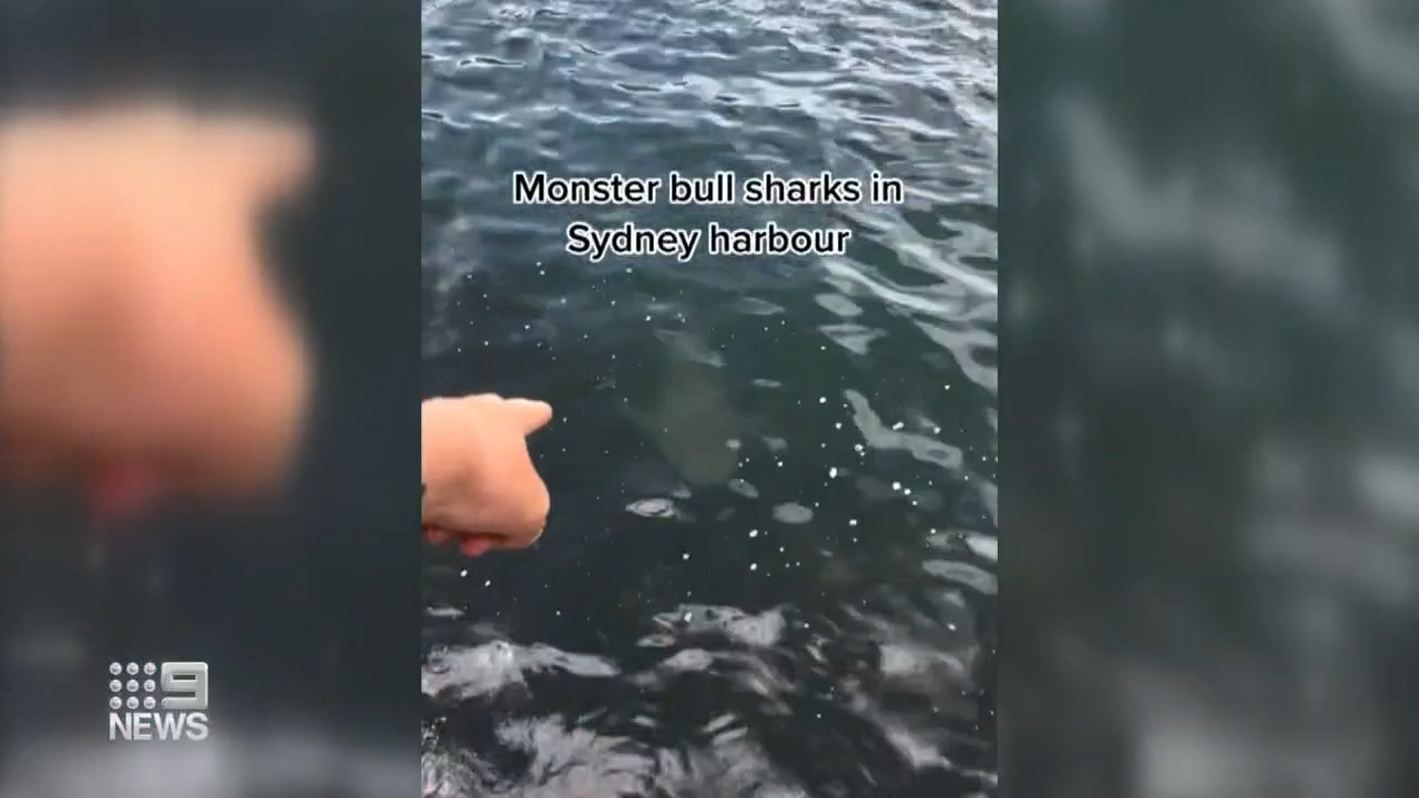 Sydney Harbour full of bull sharks