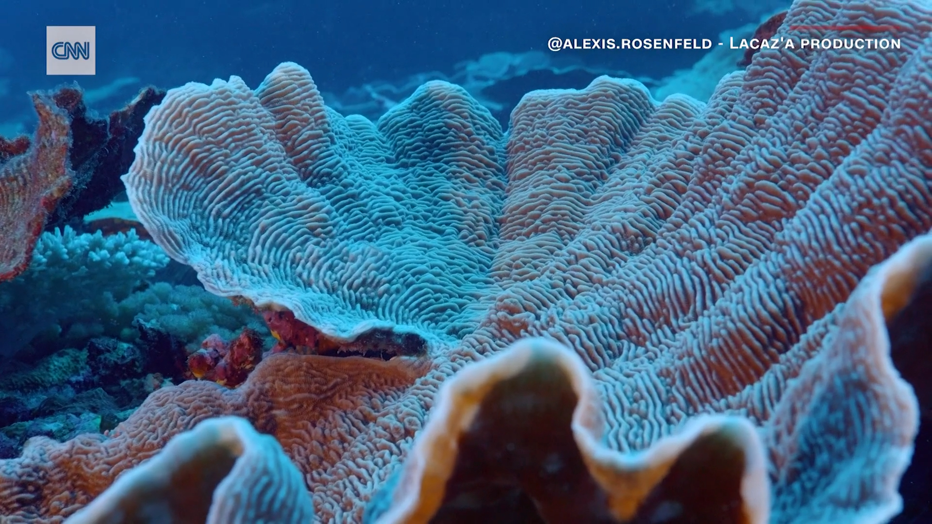 Rare, pristine coral reef found off Tahiti coast