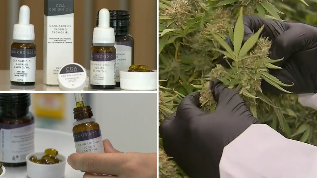 Queensland sees medicinal cannabis boom