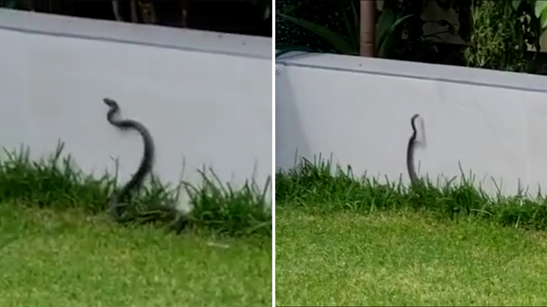 Sydney woman nearly steps on brown snake while 'picking chilli'