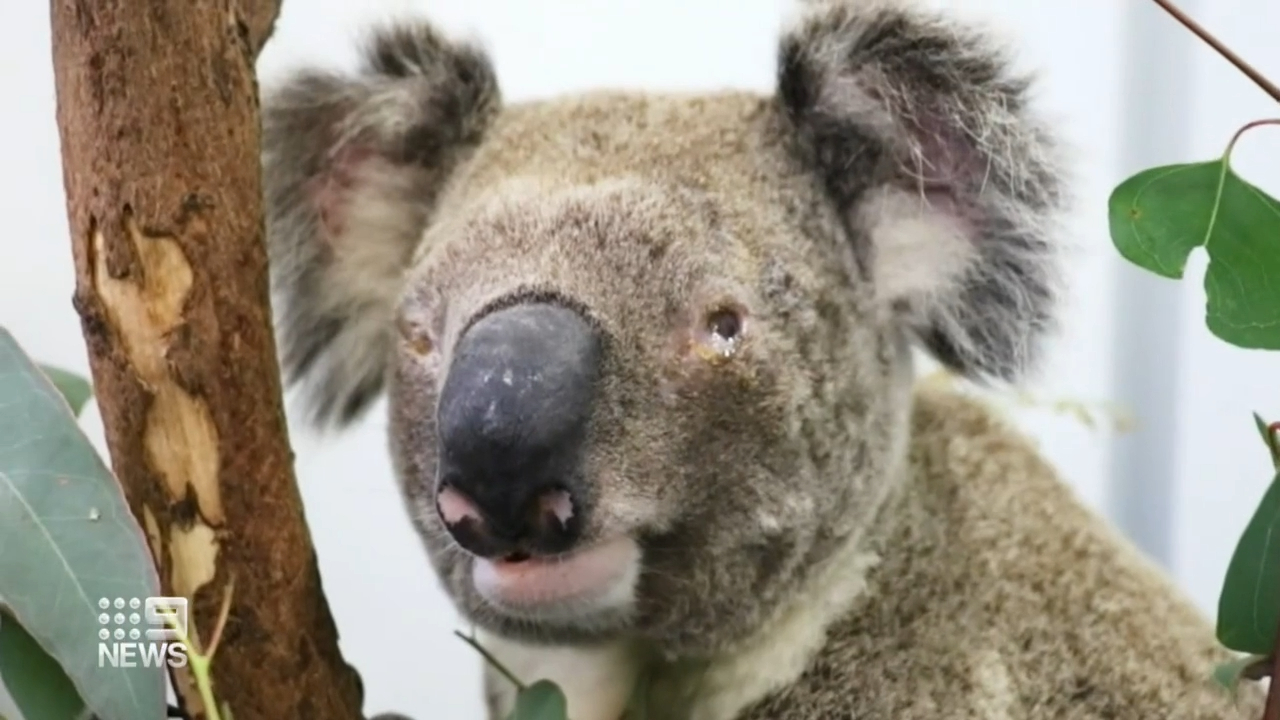 New vaccine to combat Koala chlamydia
