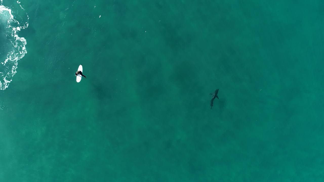 Great white shark filmed cruising by Californian surfers 