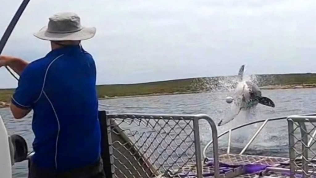 Great white shark leaps metres away from tourists 