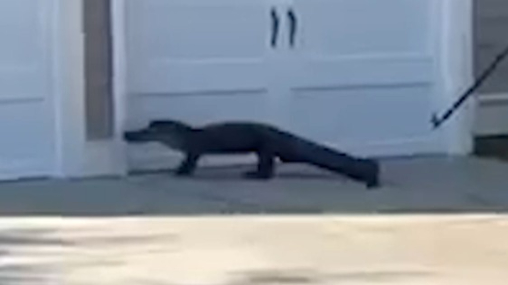 Police relocate alligator after it turns up outside school