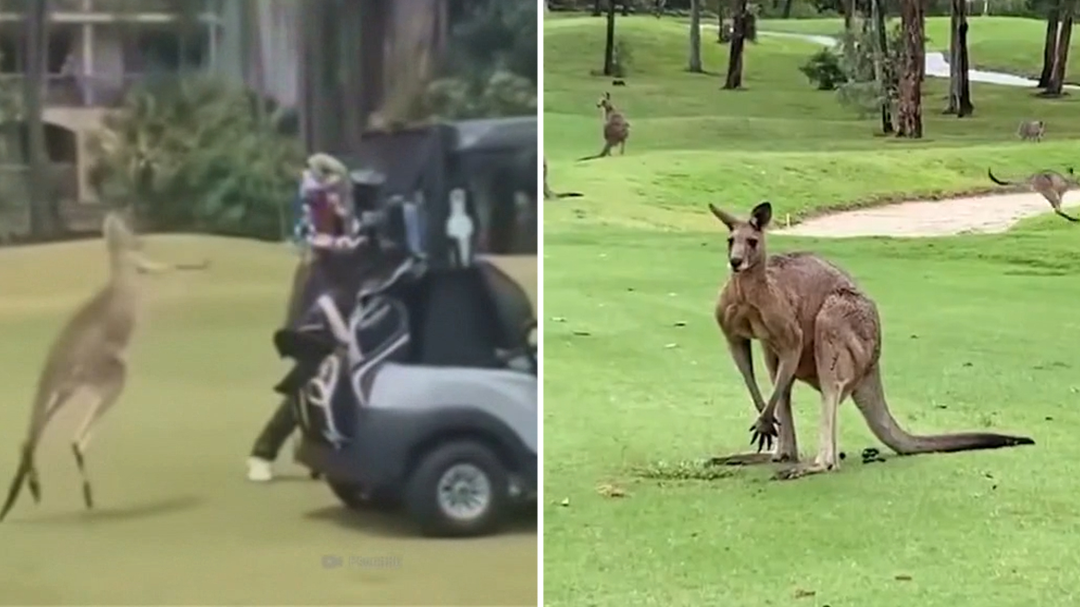 Woman hospitalised after kangaroos target Queensland golf club