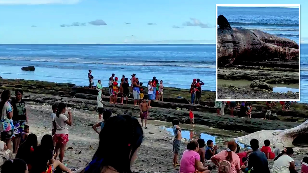 Dead sperm whale washes ashore in Philippines