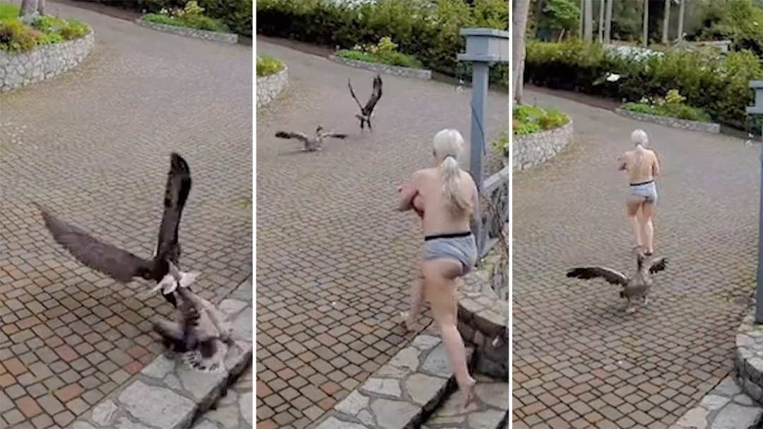 Security camera captures mum fending off eagle attacking her pet goose mid-breastfeed