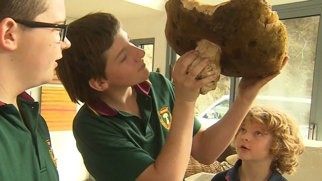 Adelaide Hills family discovers monstrous mushroom on their property