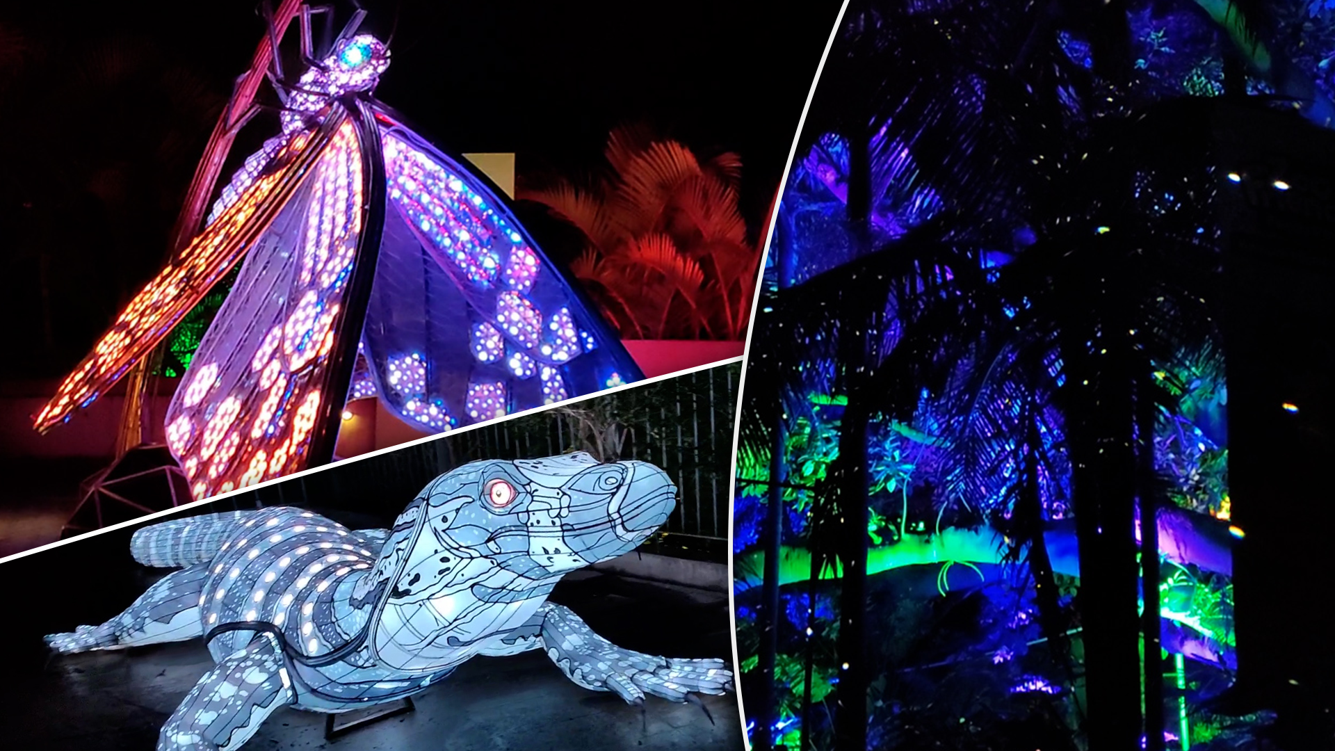 Wild Lights at Taronga Zoo is back as part of Vivid Sydney in 2022