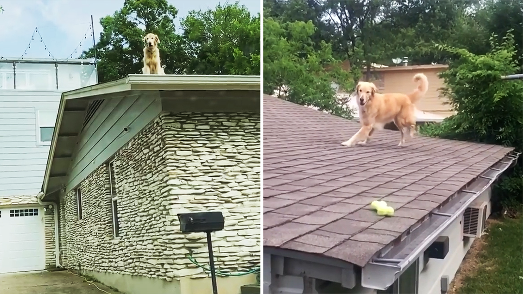 Adventurous dog jumps on family's roof