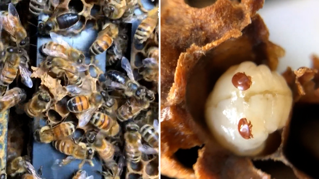 How varroa mites attack bee hives