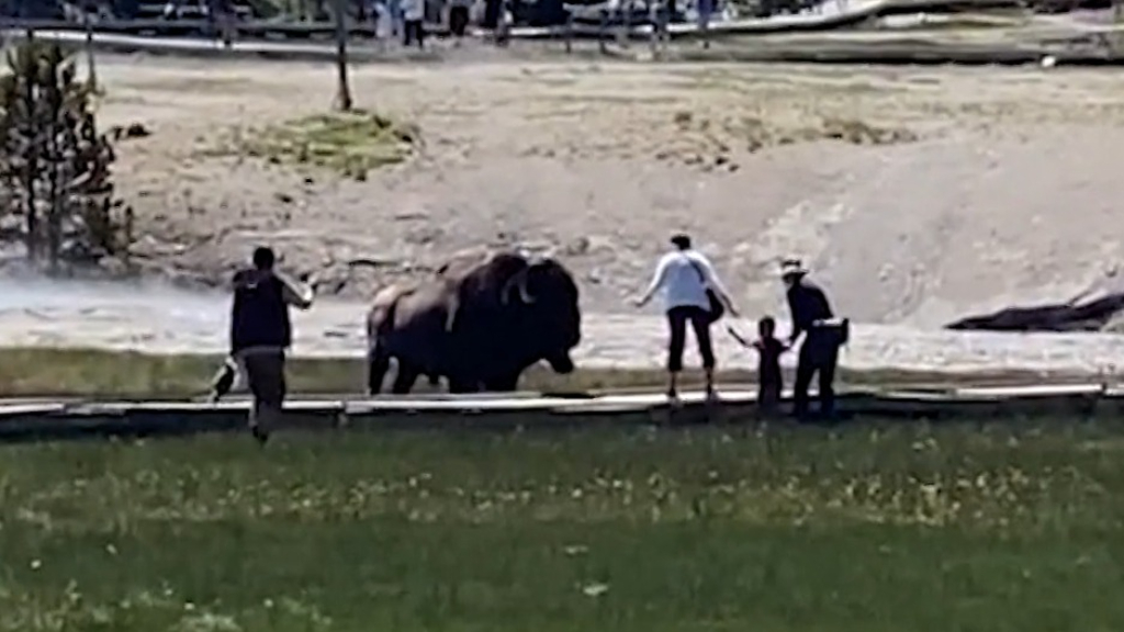 Video shows man attacked by bison at Yellowstone National Park