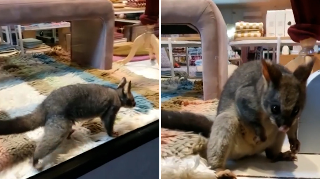 Possum takes up residence in Melbourne store