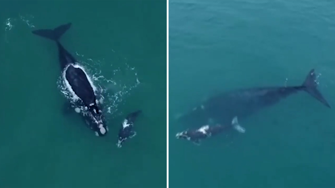 Baby humpback whale spotted with mum off the Gold Coast