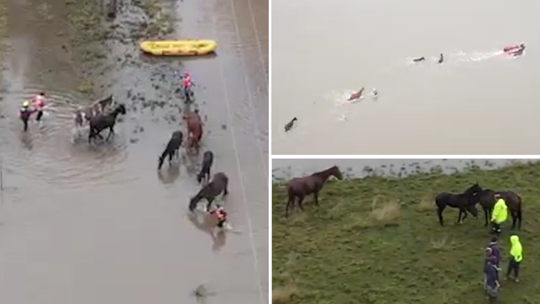Horses and people rescued from floods in Sydney