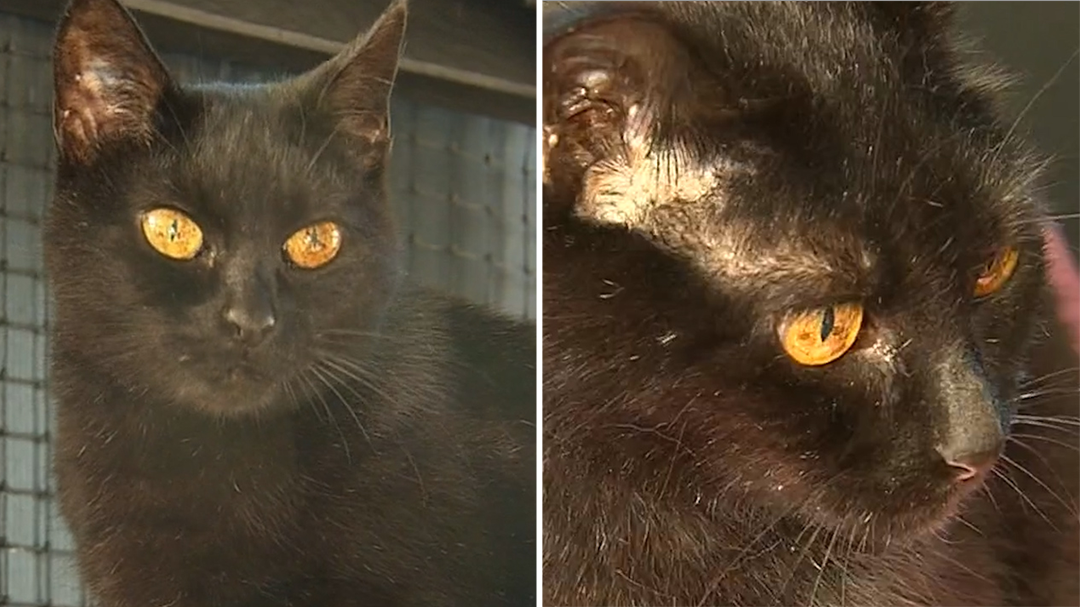 Almost 100-year-old cat waiting for a forever home