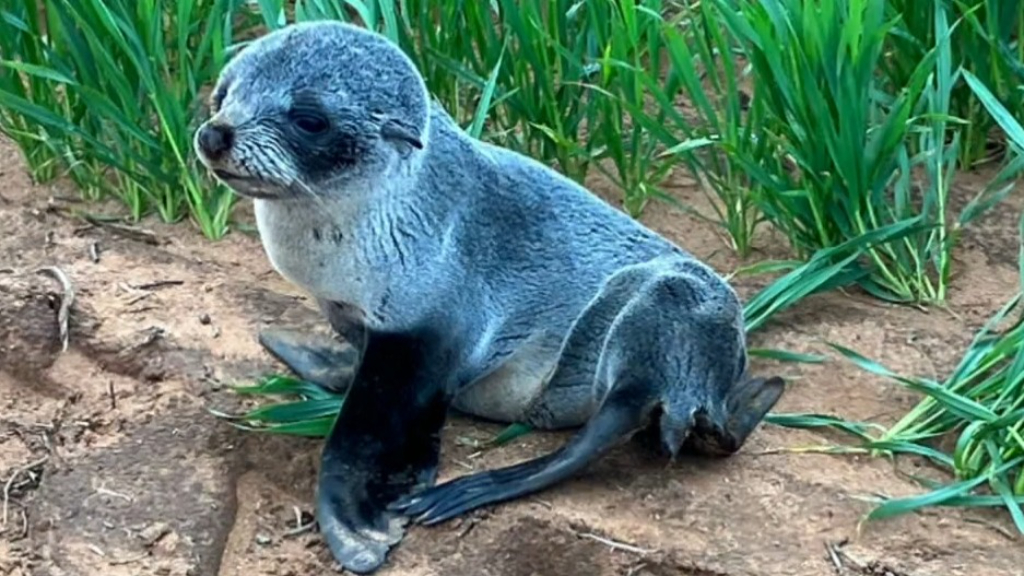 Juvenile fur seal appears on South Australian farm
