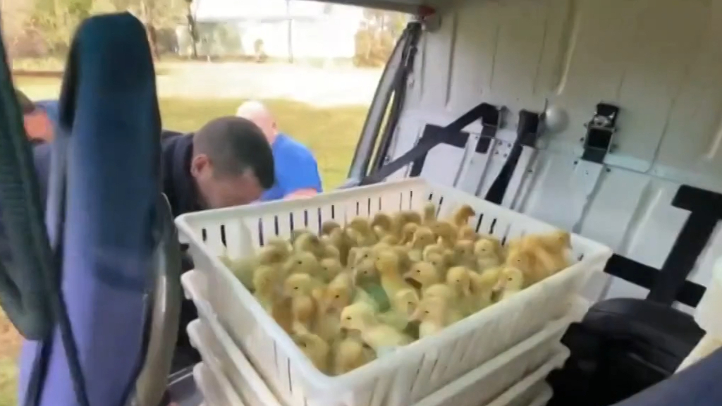Helicopter pilots save thousands of ducklings from floods