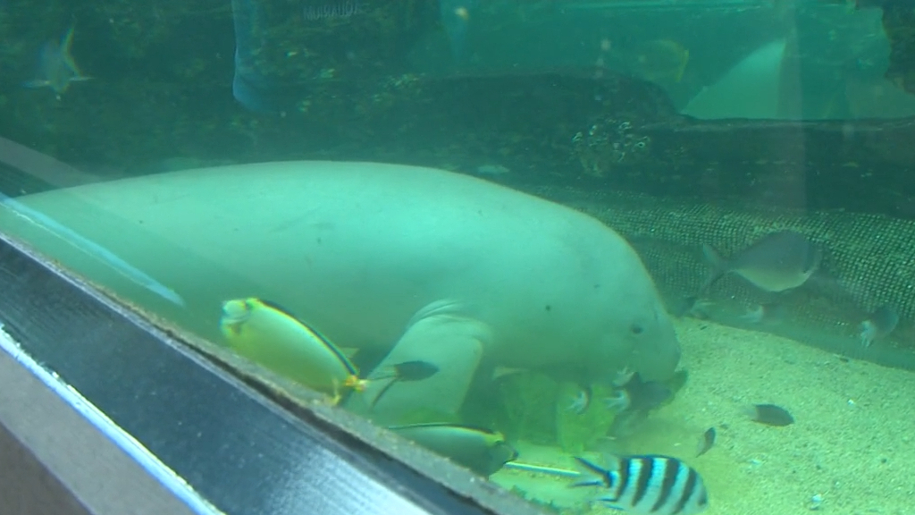 Rising cost of lettuce impacting Sydney dugong
