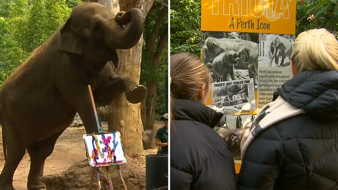 One of the world’s oldest elephants honored in Perth – 9News