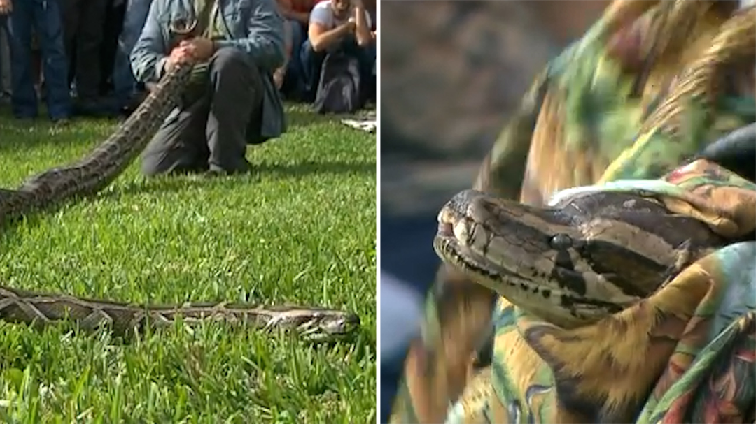  Hunters swarm Florida for python challenge