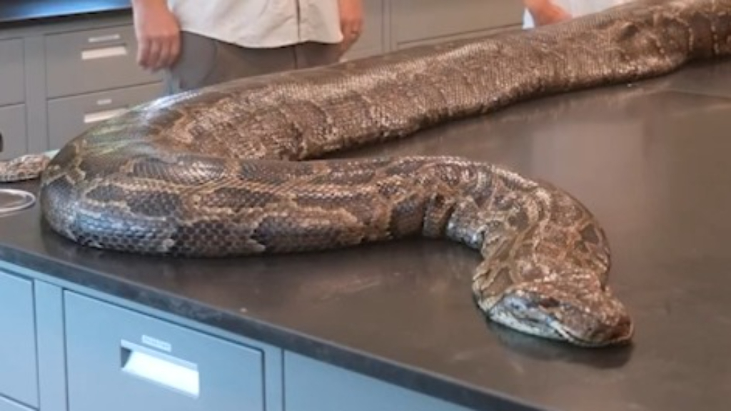 Record-breaking python caught in Florida Everglades