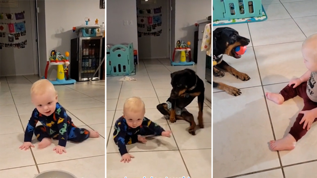 Paralysed dog teaches baby how to crawl