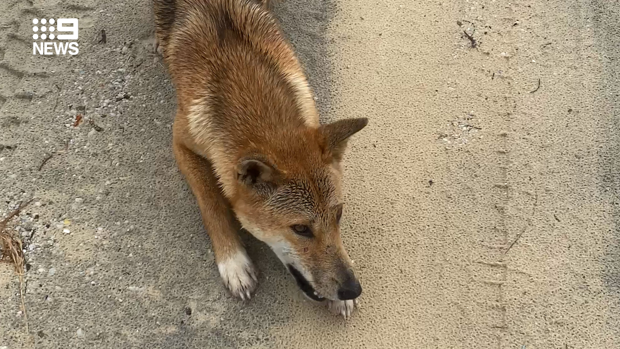 Videos show how to face down a dingo