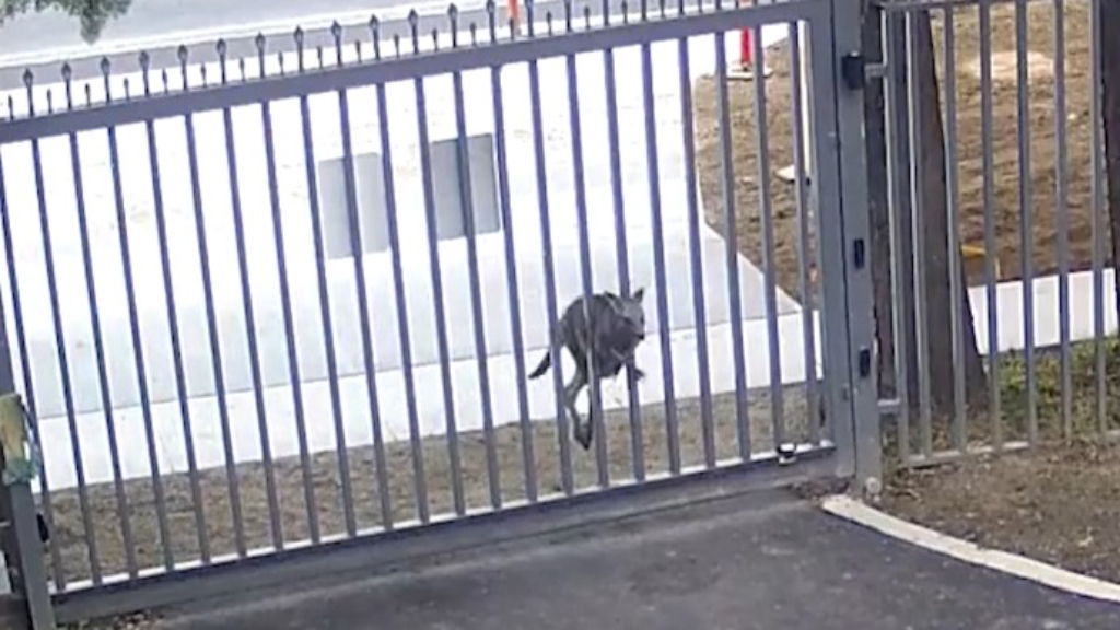 Kangaroo tries to break into Russian embassy in Australia