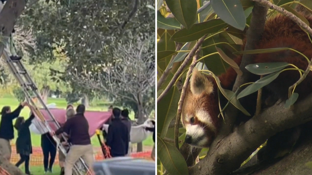Panda escapes from Adelaide Zoo