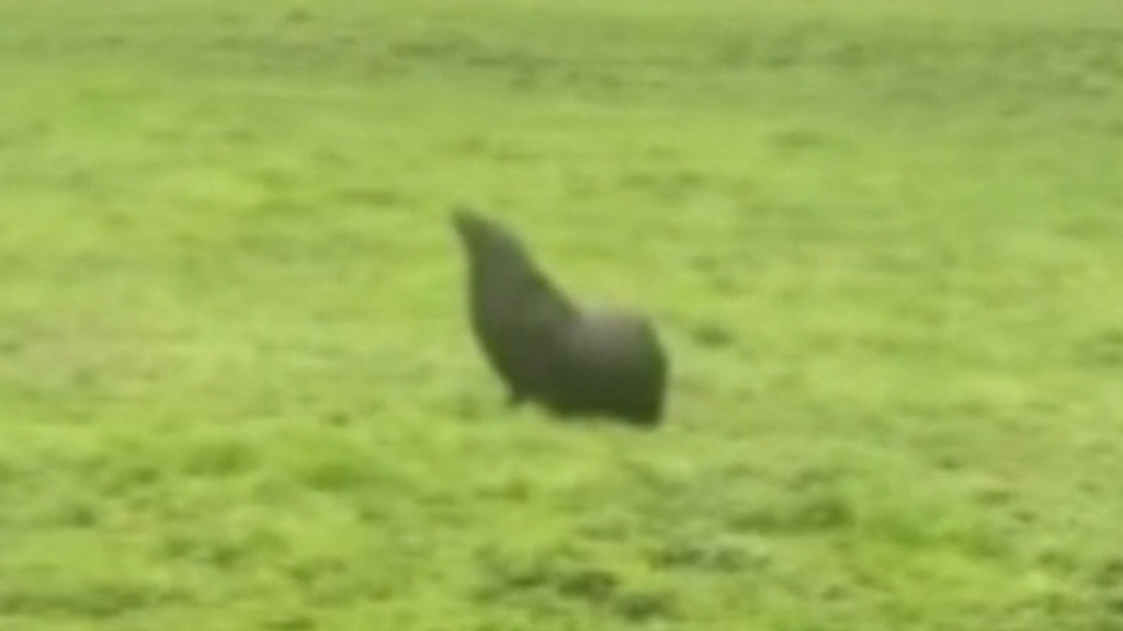 A seal has been found on a farm in Victoria, 30km away from ocean