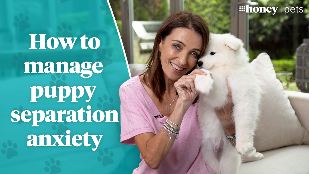 how-to-handle-your-puppy-s-separation-anxiety-9honey