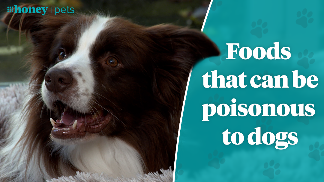 Common foods that are toxic to dogs - 9Honey