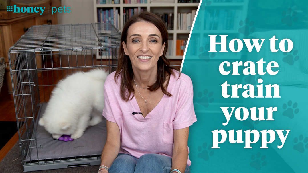 How to crate train your puppy, according to Dr Katrina Warren 9Honey