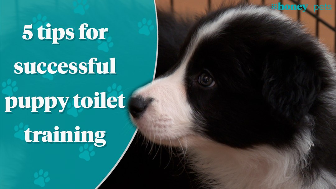 Puppy Toilet Training Tricks