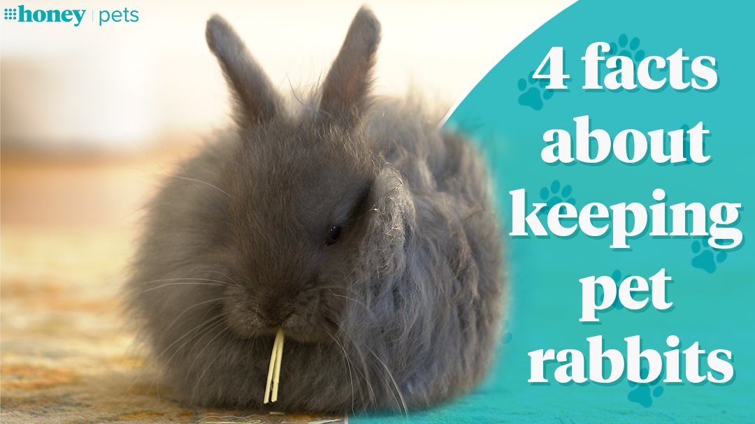 4 facts about keeping pet rabbits - 9Honey