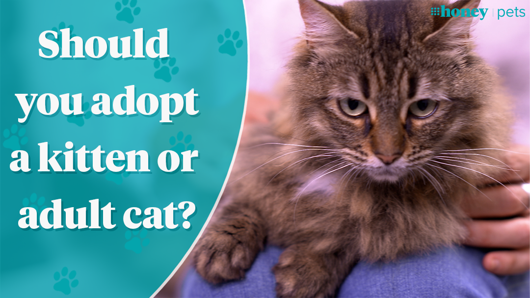 Should you adopt a cat or a kitten? - 9Honey