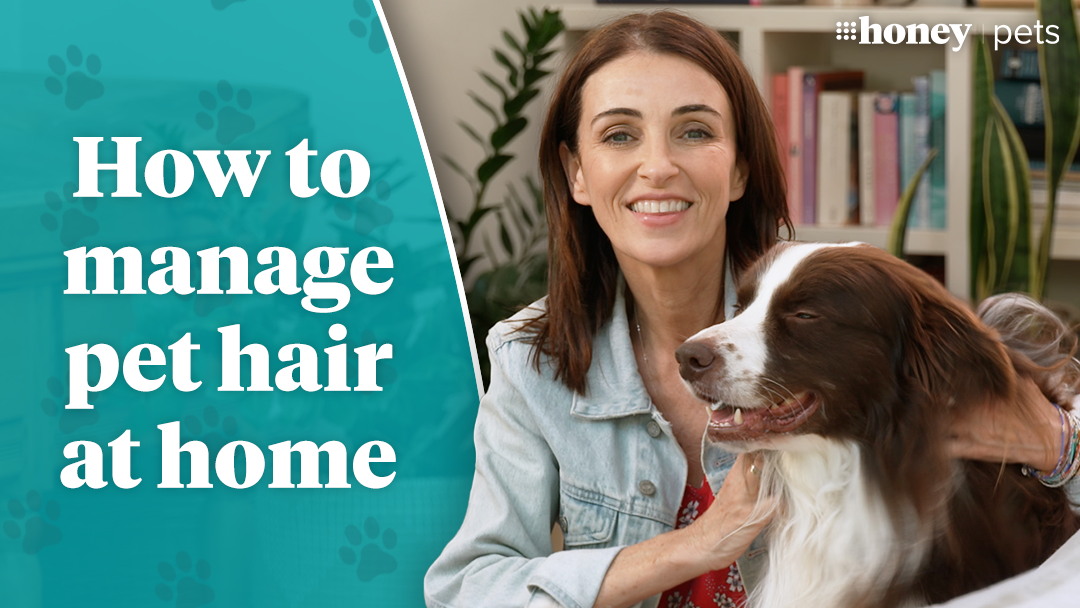 How to manage pet hair at home 9Honey