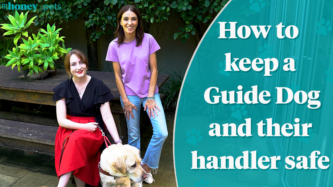 How to keep a Guide Dog and their handler safe