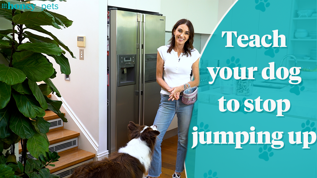How to teach your dog to stop jumping up