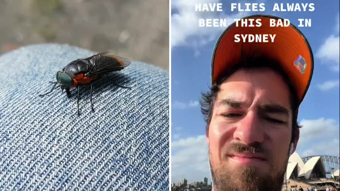 Why is Sydney being swarmed with flies?