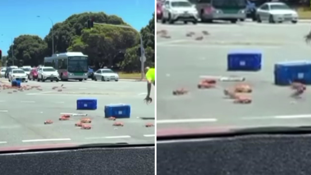Truckload of crayfish spills onto Perth road
